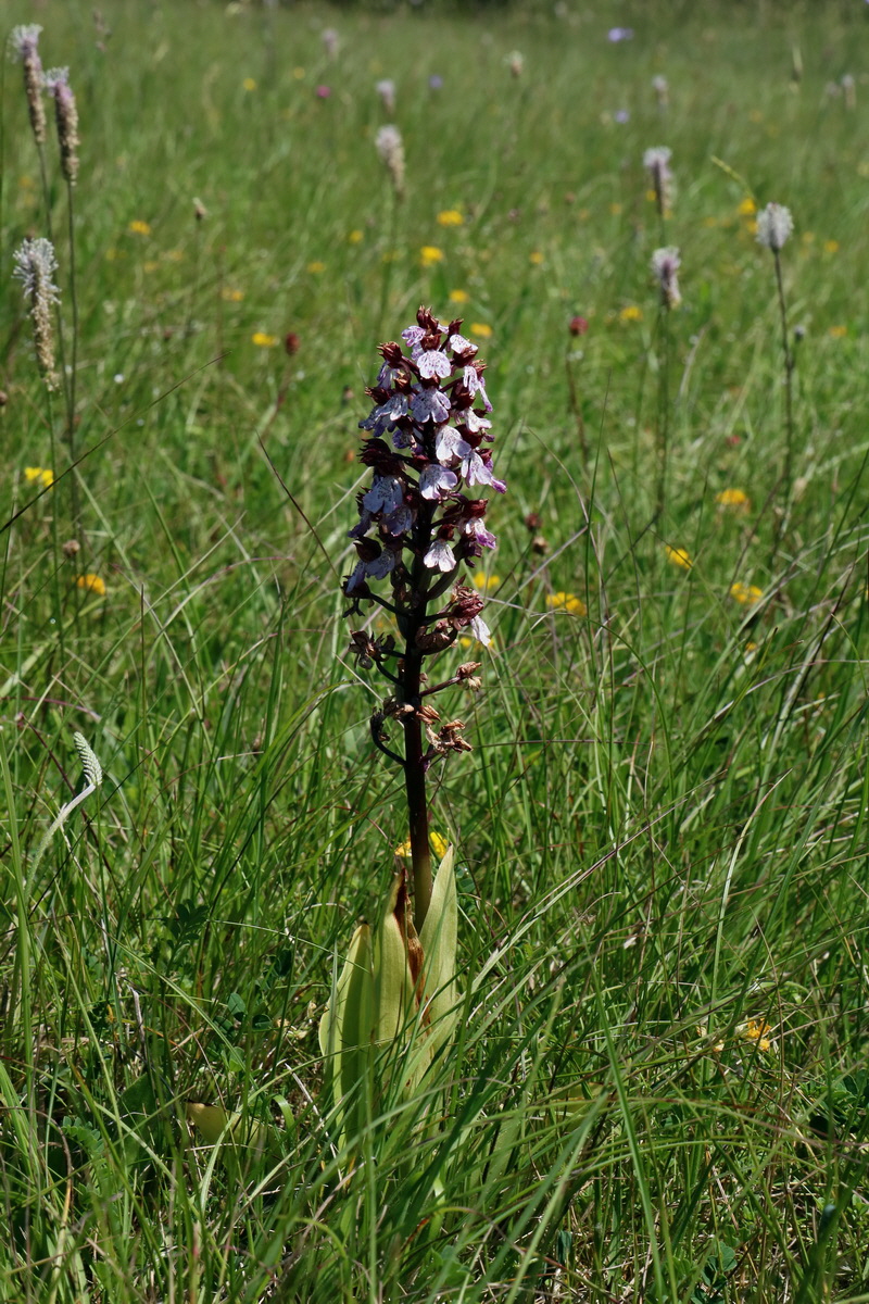 2017_05_27_034517p_Bildgr��e �ndern