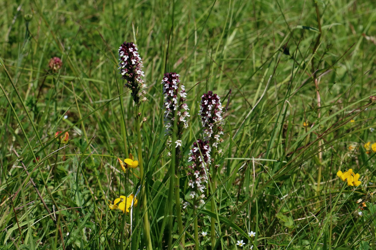 2017_05_27_034521p_Bildgr��e �ndern