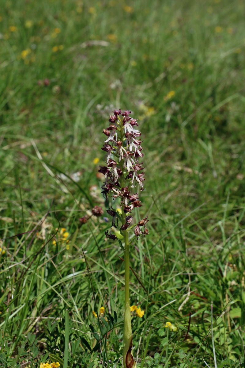 2017_05_27_034523p_Bildgr��e �ndern