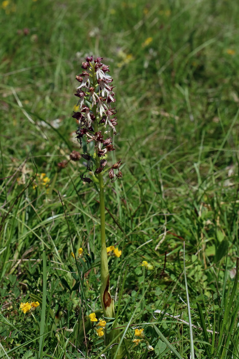 2017_05_27_034529p_Bildgr��e �ndern