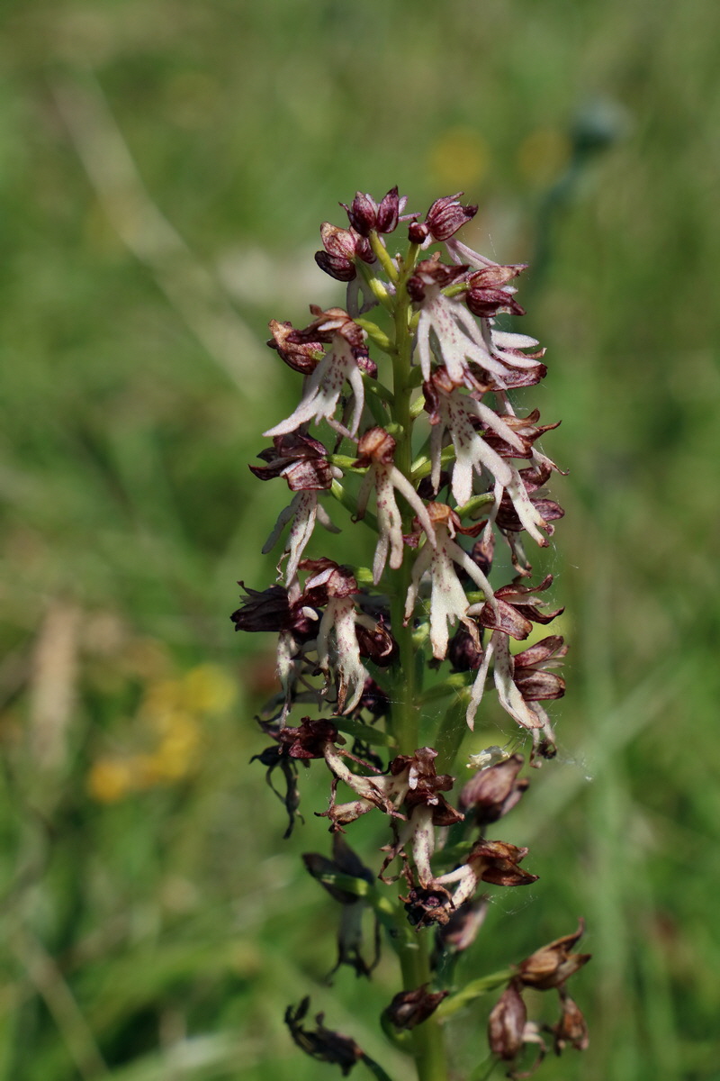 2017_05_27_034538p_Bildgr��e �ndern