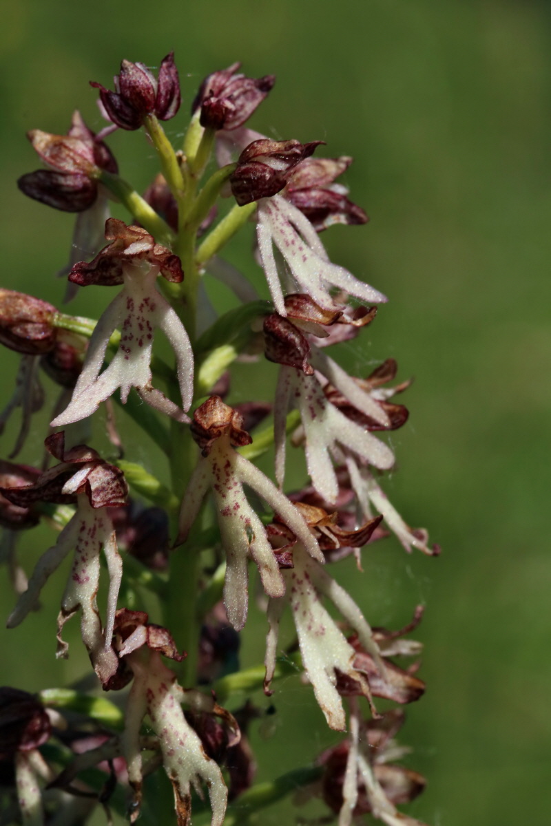 2017_05_27_034550p_Bildgr��e �ndern