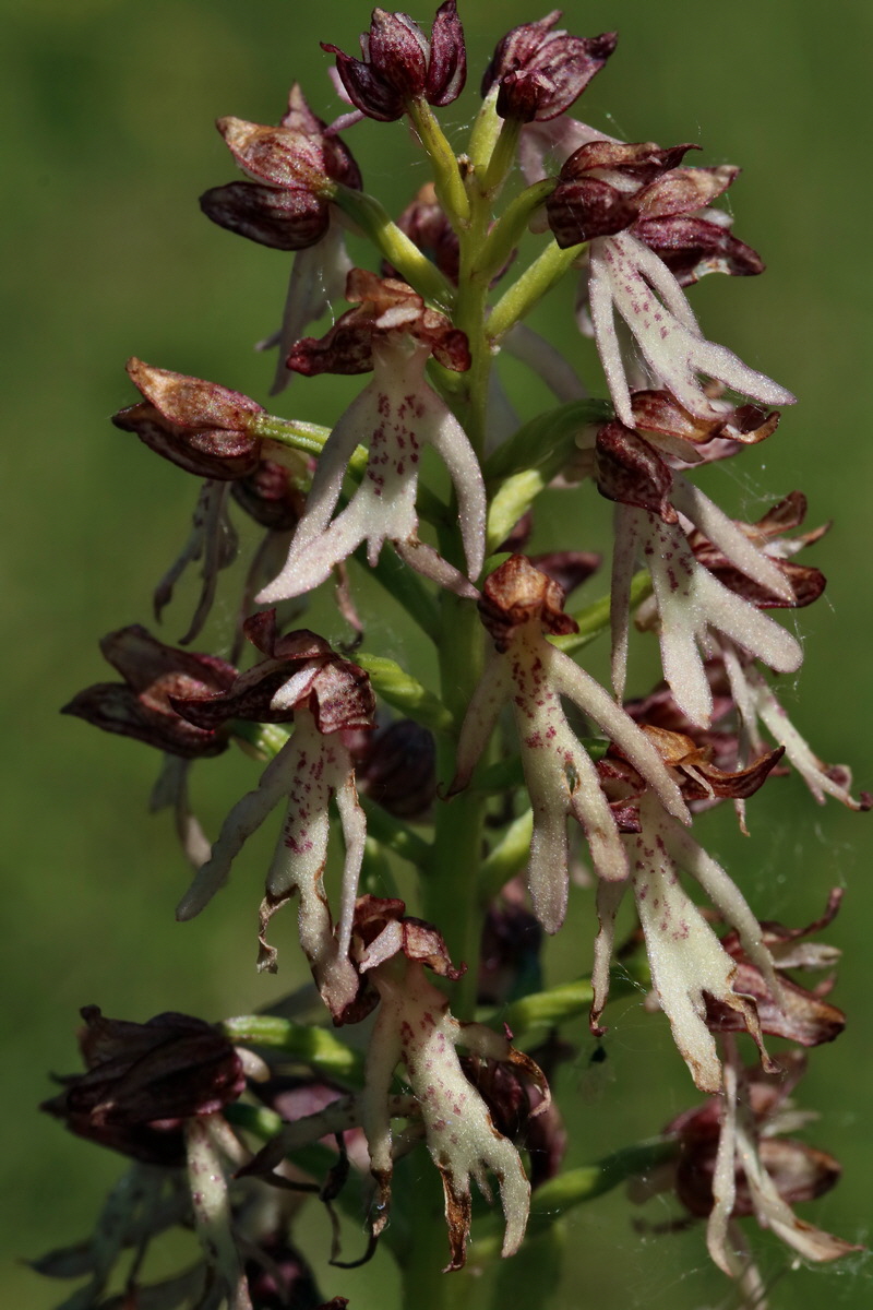 2017_05_27_034554p_Bildgr��e �ndern