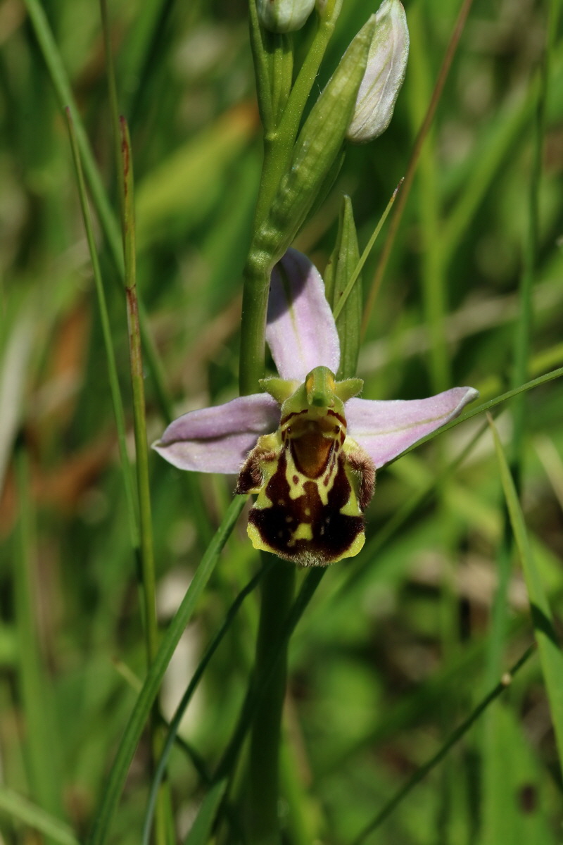 2017_05_27_034608p_Bildgr��e �ndern