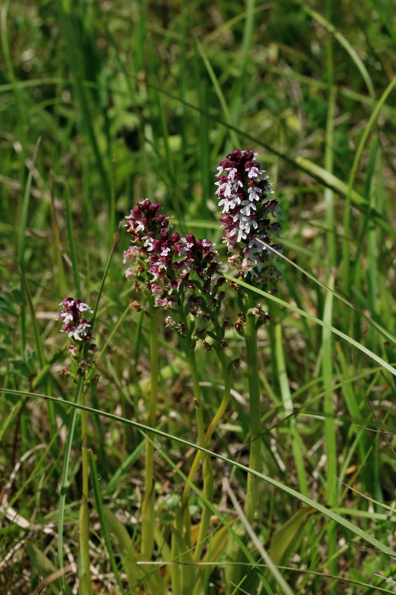 2017_05_27_034623p_Bildgr��e �ndern