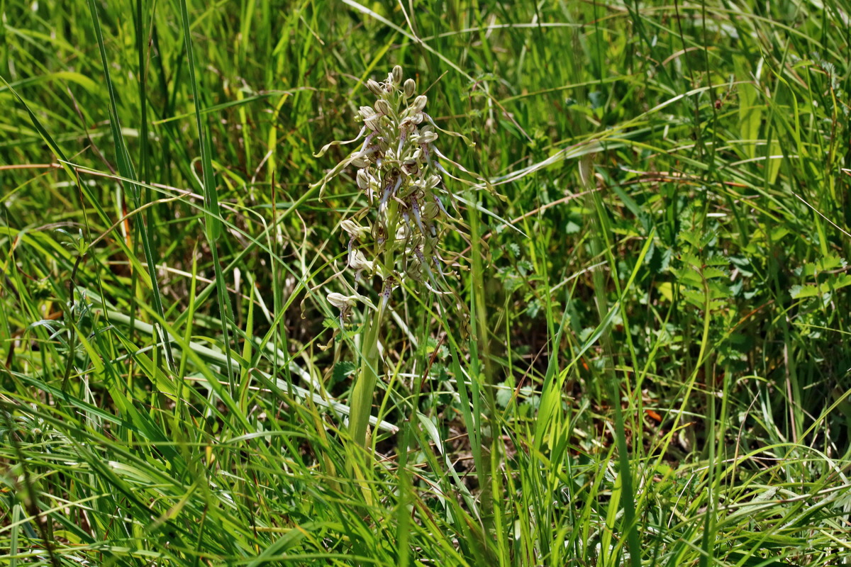 RNA_2017_05_28_6990p_Bildgr��e �ndern