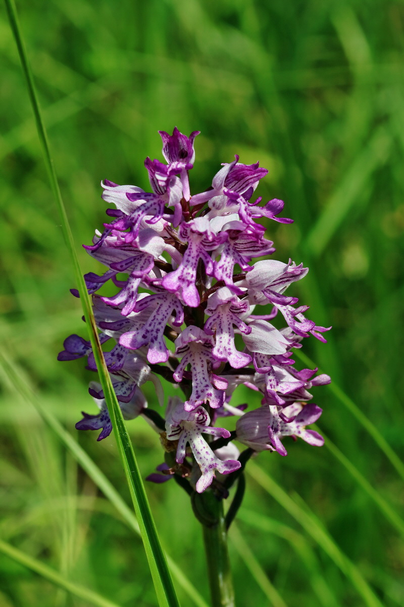 RNA_2017_05_28_7005p_Bildgr��e �ndern