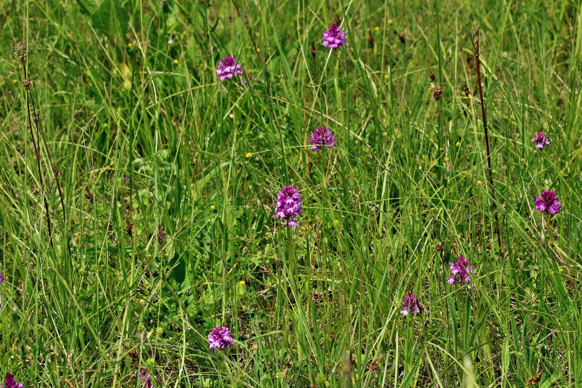 RNA_2017_05_28_7018p_Bildgr��e �ndern