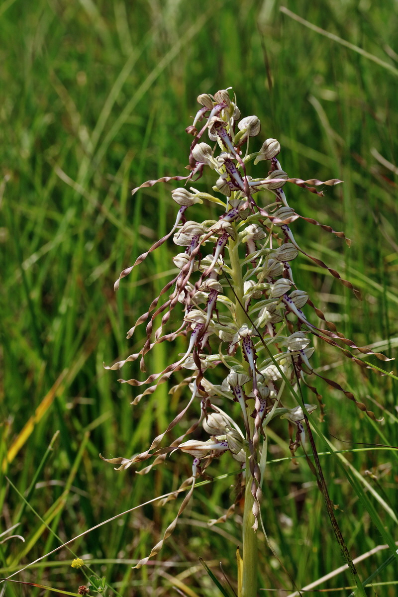 RNA_2017_05_28_7022p_Bildgr��e �ndern