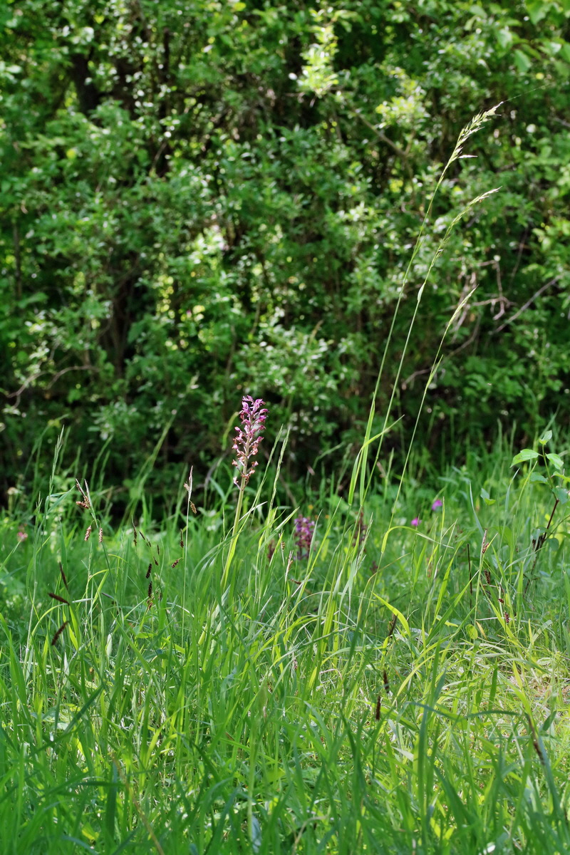 RNA_2017_05_28_7028p_Bildgr��e �ndern