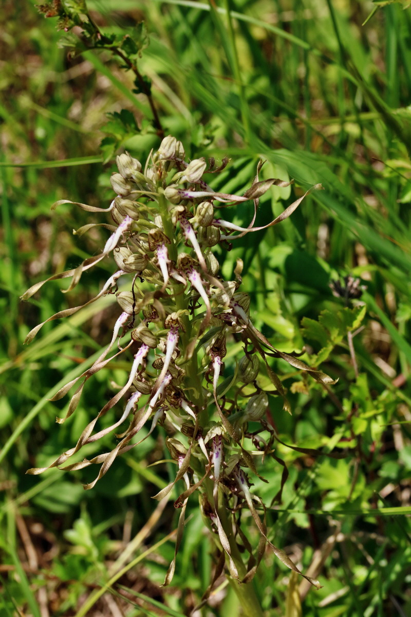 RNA_2017_05_28_7034p_Bildgr��e �ndern