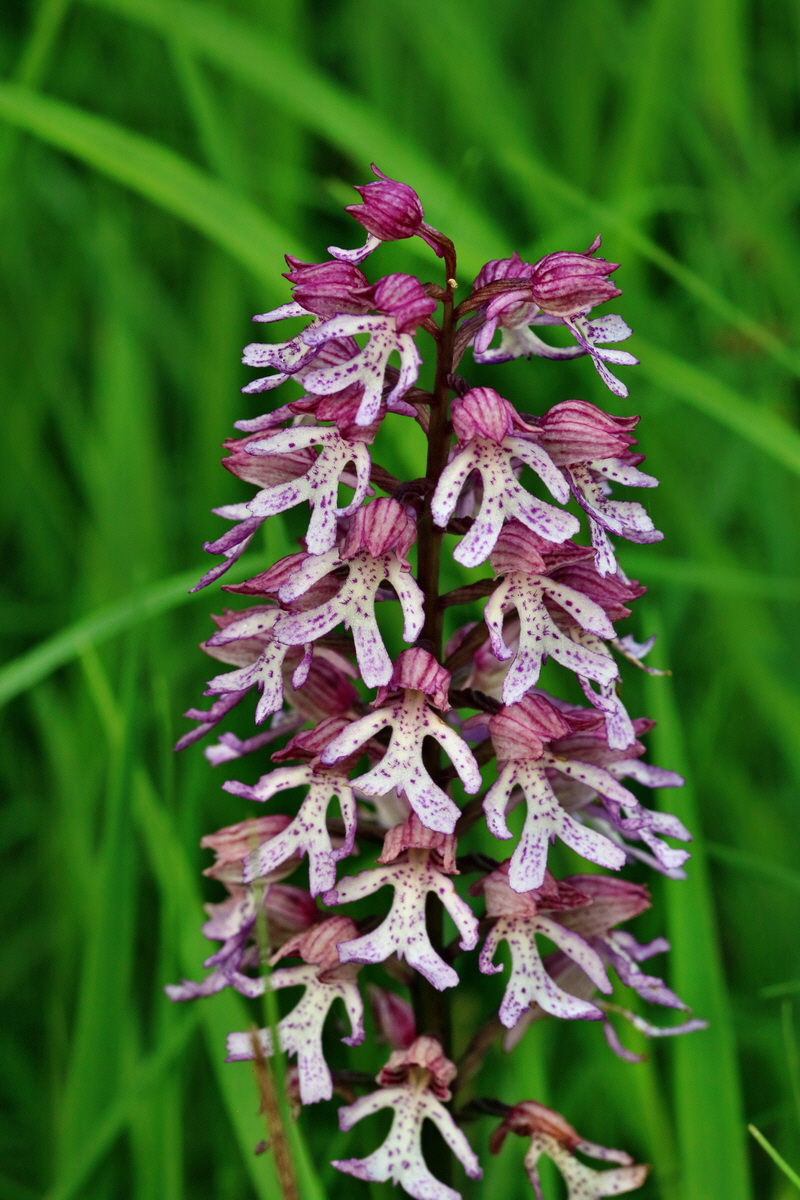 RNA_2017_05_28_7037p_Bildgr��e �ndern