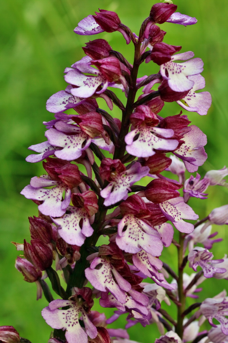 RNA_2017_05_28_7039p_Bildgr��e �ndern