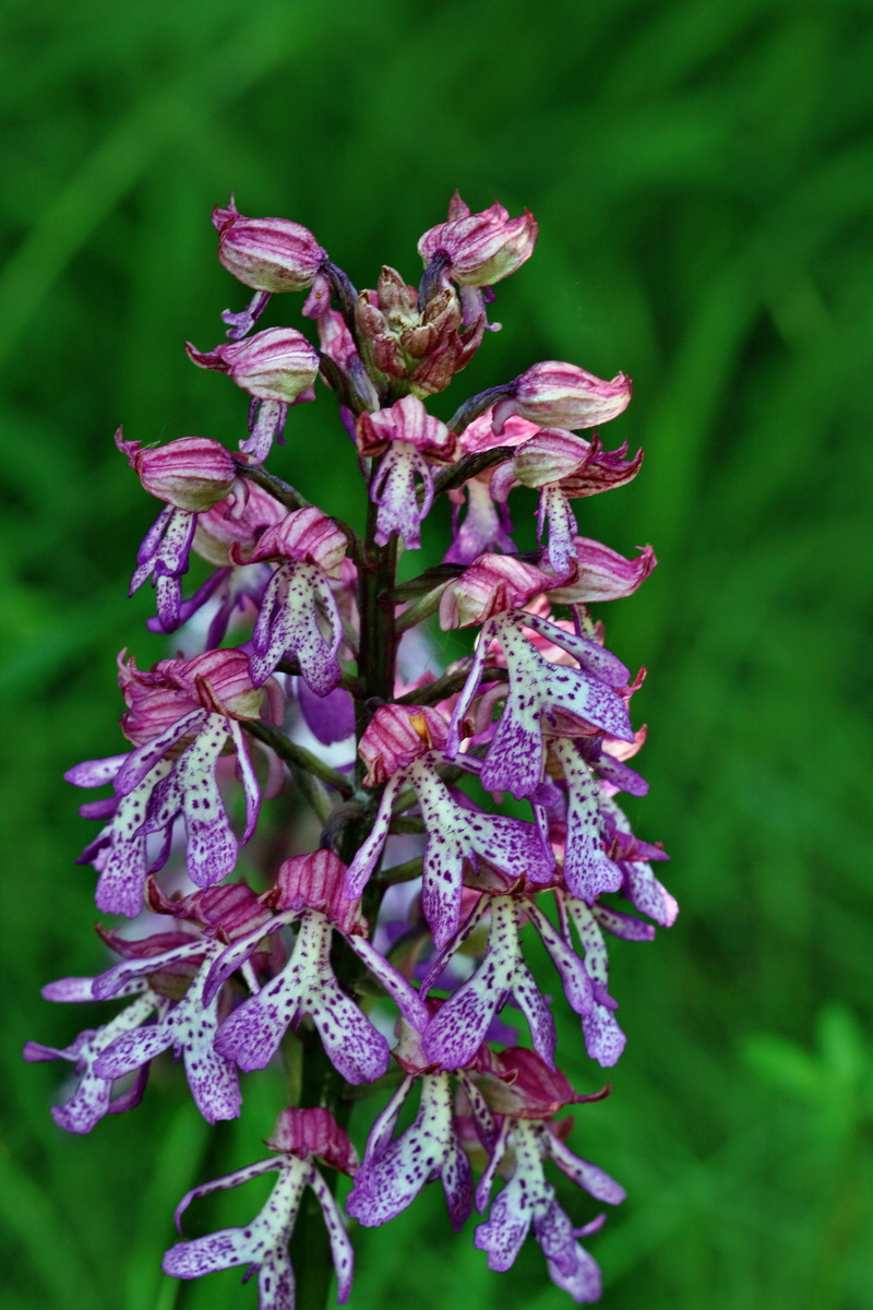 RNA_2017_05_28_7044p_Bildgr��e �ndern