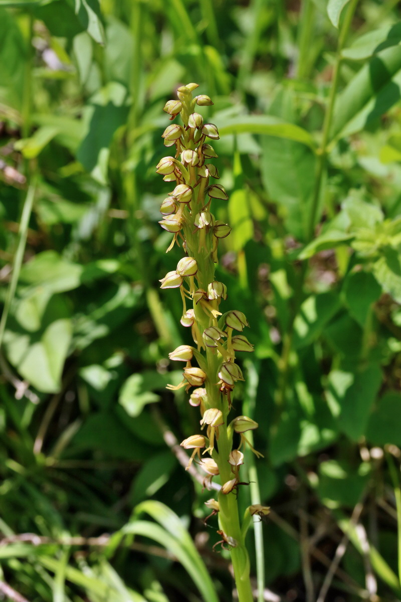 RNA_2017_05_28_7057p_Bildgr��e �ndern