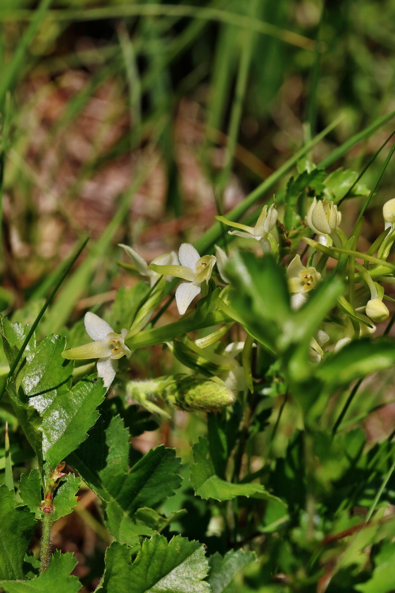 RNA_2017_05_28_7059p_Bildgr��e �ndern