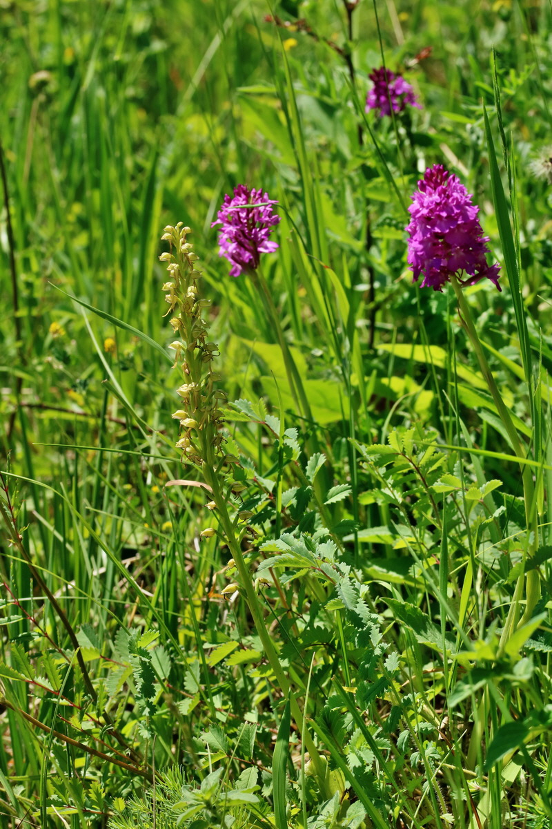 RNA_2017_05_28_7063p_Bildgr��e �ndern