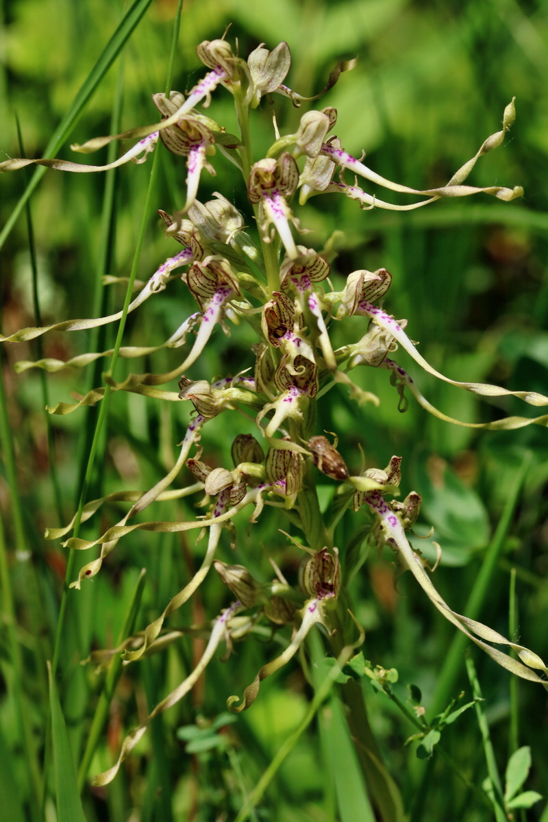 RNA_2017_05_28_7082p_Bildgr��e �ndern