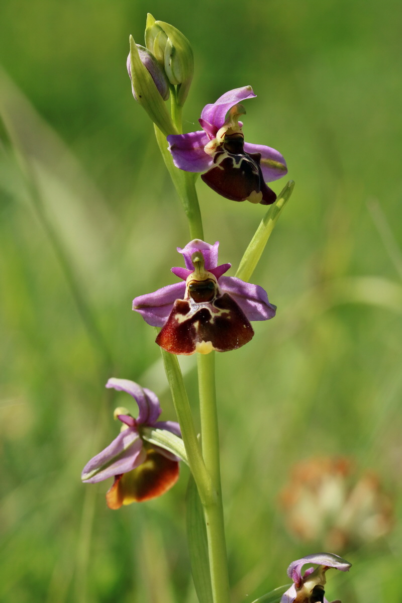 RNA_2017_05_28_7104p_Bildgr��e �ndern