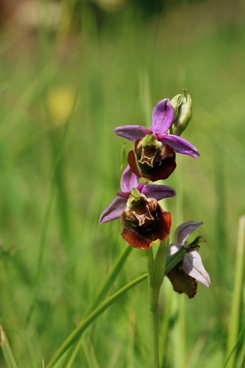 RNA_2017_05_28_7108p_Bildgr��e �ndern