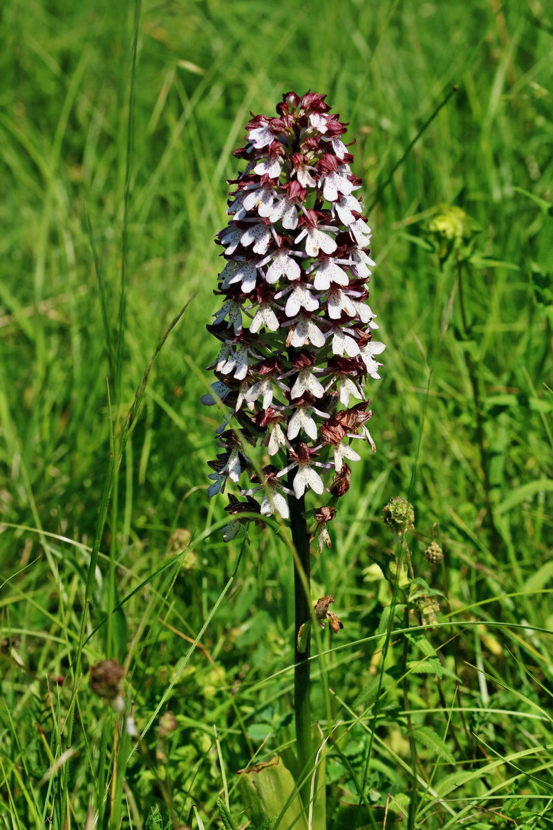 RNA_2017_05_28_7115p_Bildgr��e �ndern