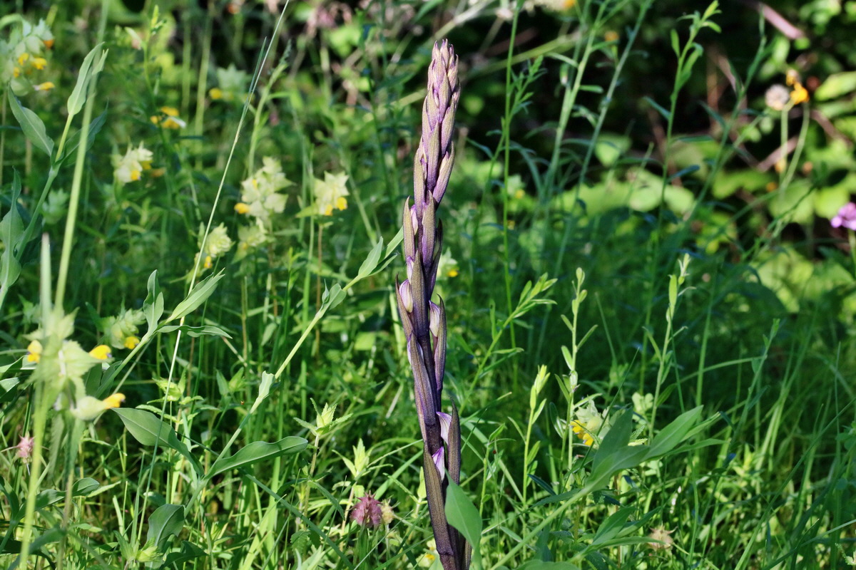 RNA_2017_05_28_6748p_Bildgr��e �ndern