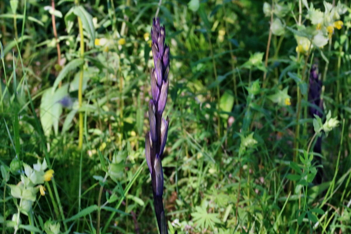 RNA_2017_05_28_6770p_Bildgr��e �ndern