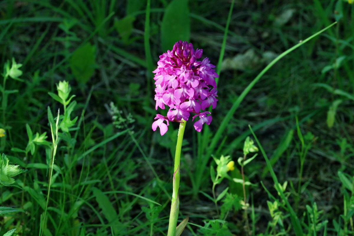 RNA_2017_05_28_6786p_Bildgr��e �ndern