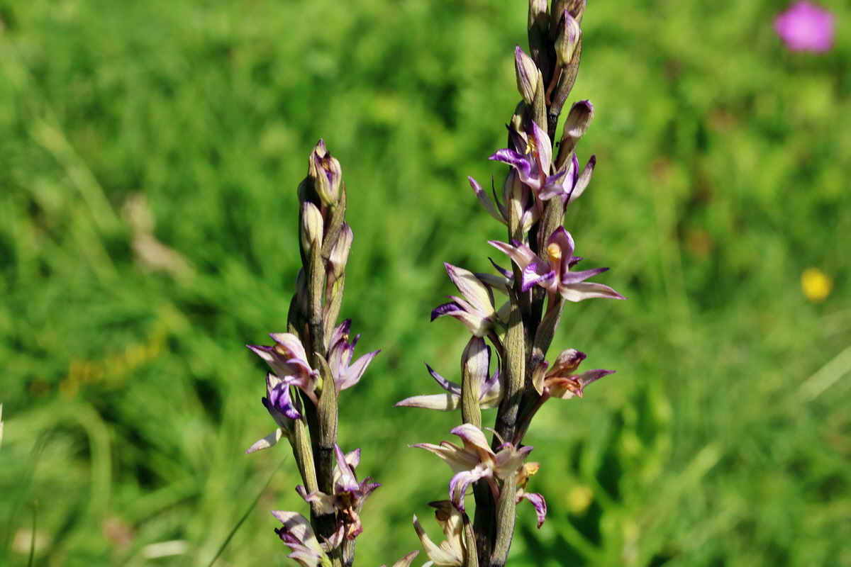 RNA_2017_05_28_6801p_Bildgr��e �ndern