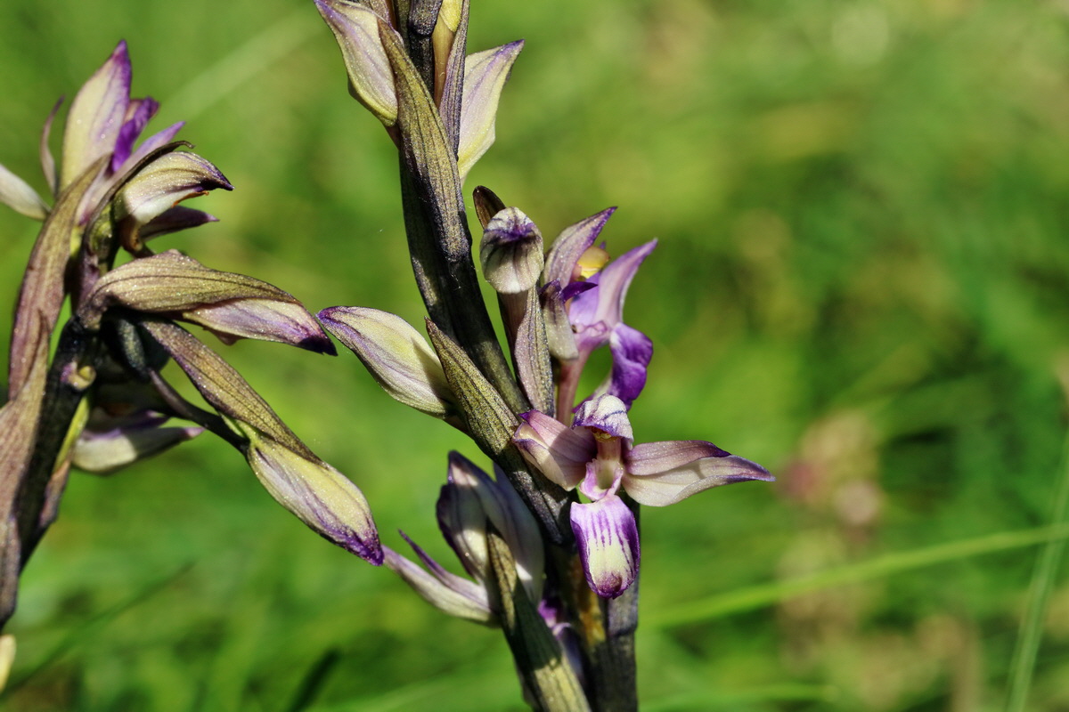 RNA_2017_05_28_6843p_Bildgr��e �ndern