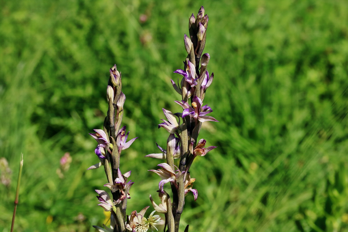 RNA_2017_05_28_6946p_Bildgr��e �ndern