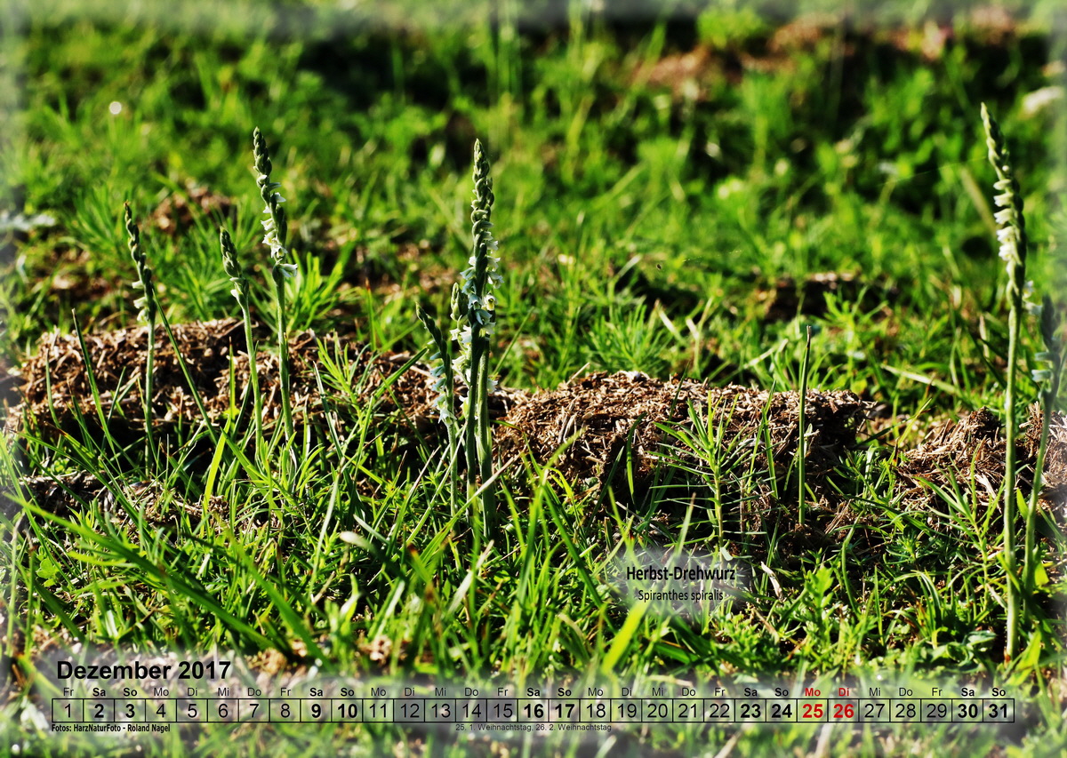 a12_Bildgr��e �ndern