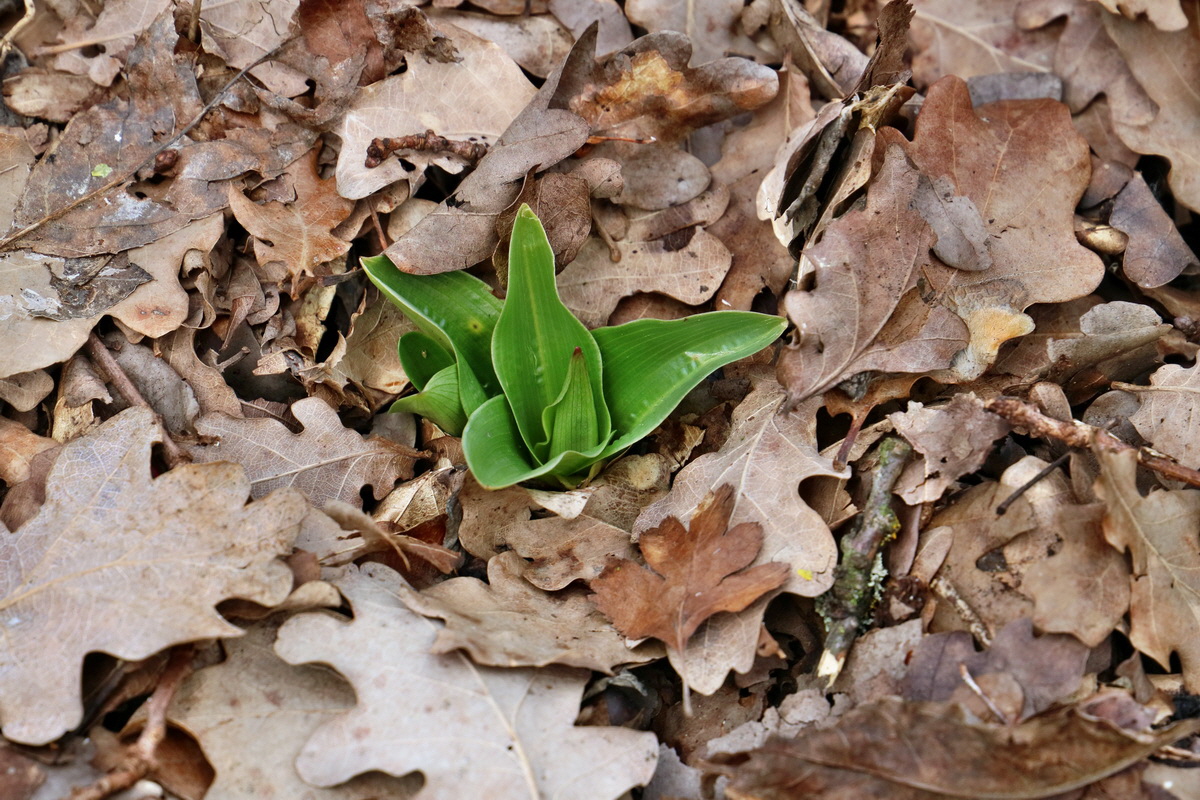 RNA-2017-03-05-00025949p_Bildgr��e �ndern