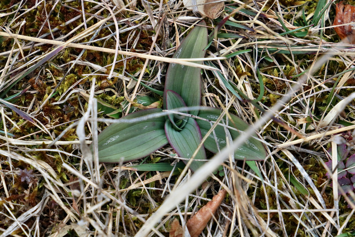 RNA-2017-03-05-00025958p_Bildgr��e �ndern