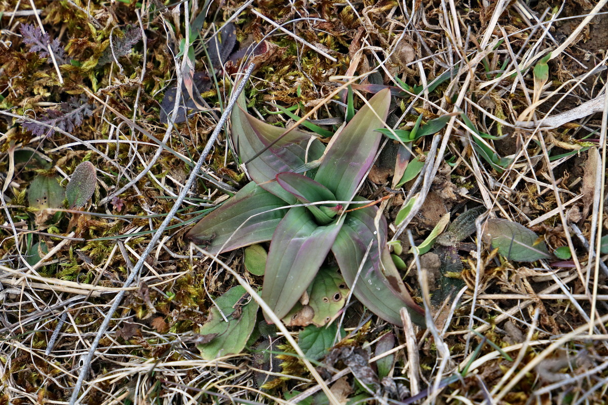 RNA-2017-03-05-00025961p_Bildgr��e �ndern