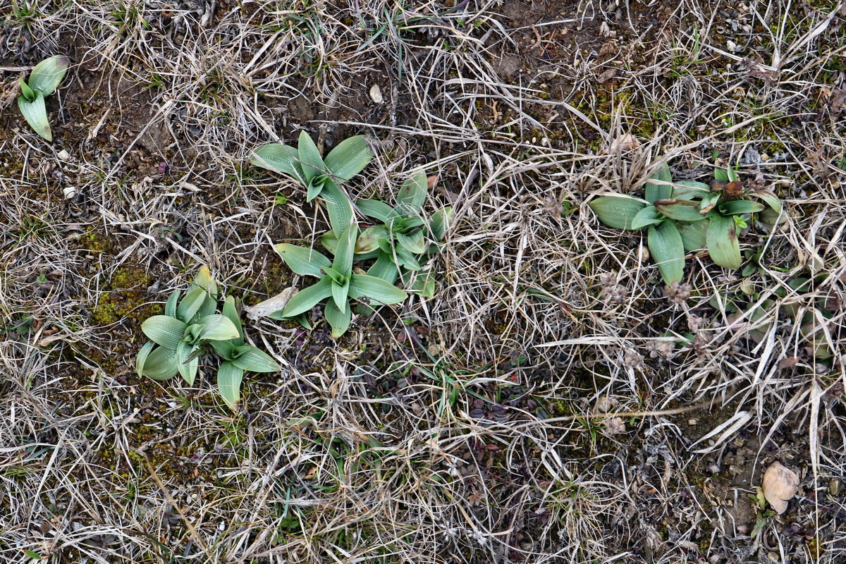 RNA-2017-03-05-00025978p_Bildgr��e �ndern