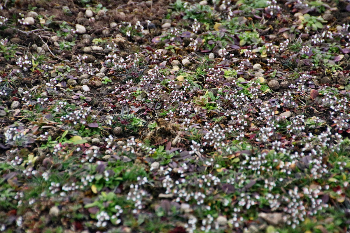 RNA-2017-03-05-00026001p_Bildgr��e �ndern