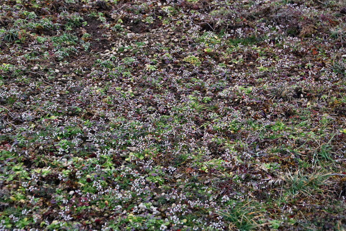 RNA-2017-03-05-00026004p_Bildgr��e �ndern