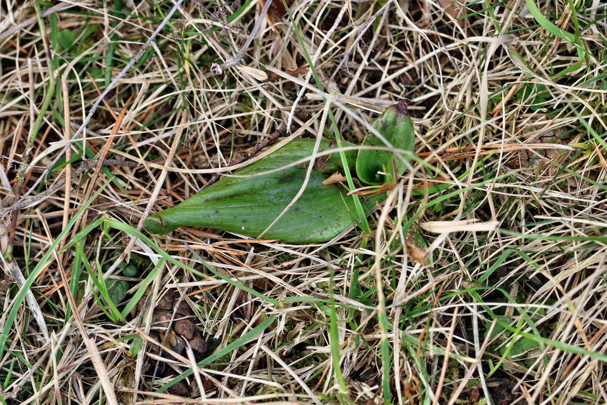 RNA-2017-03-11-00026005p_Bildgr��e �ndern