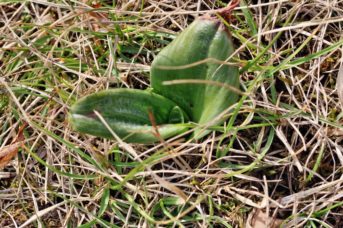 RNA-2017-03-11-00026007p_Bildgr��e �ndern