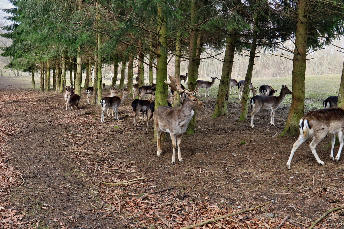 RNA-2017-03-11-00026015p_Bildgr��e �ndern