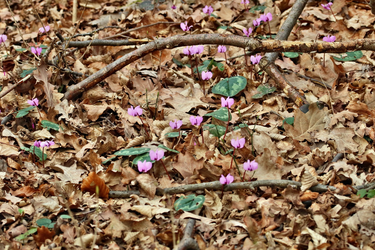 RNA-2017-03-11-00026153p_Bildgr��e �ndern