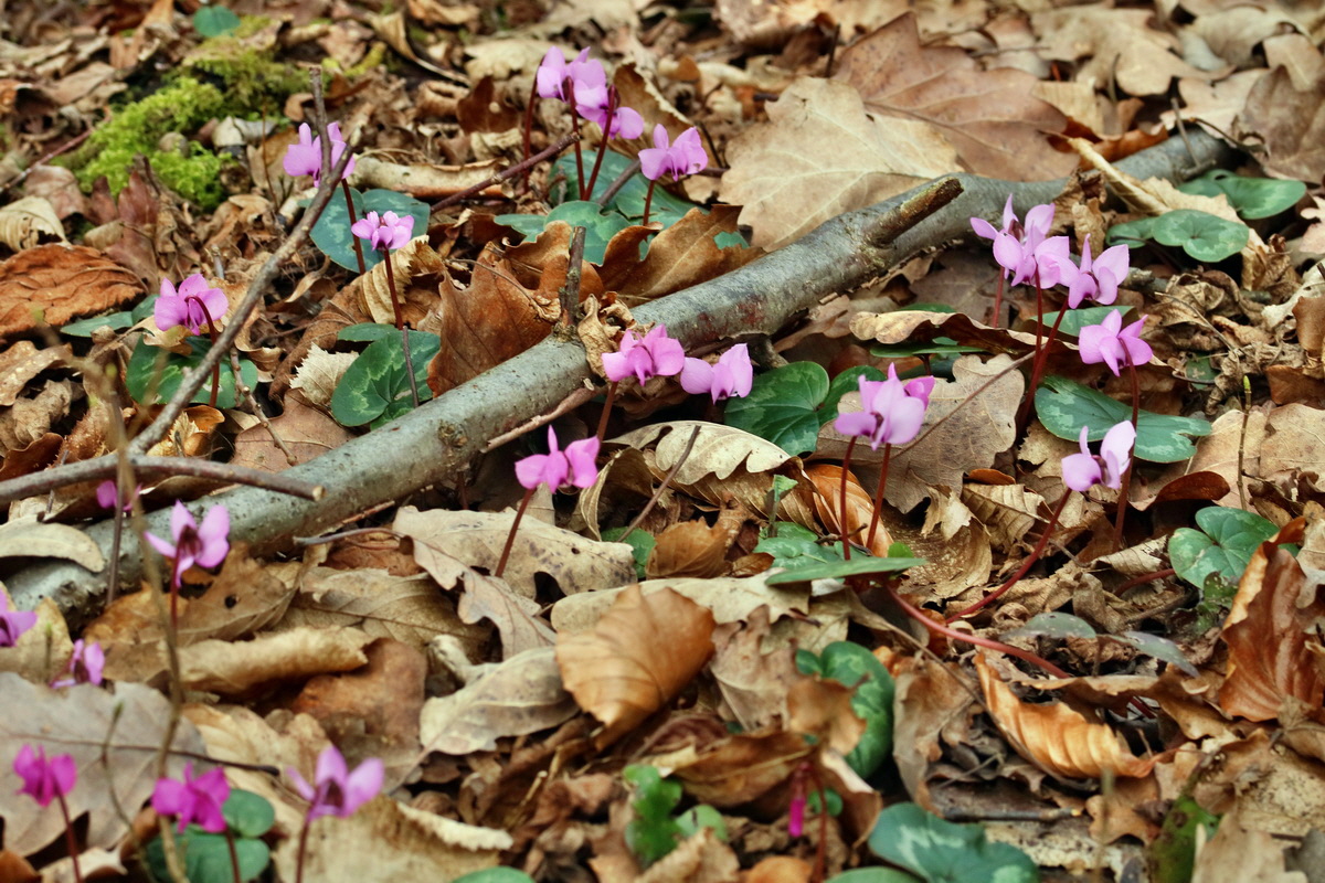 RNA-2017-03-11-00026160p_Bildgr��e �ndern