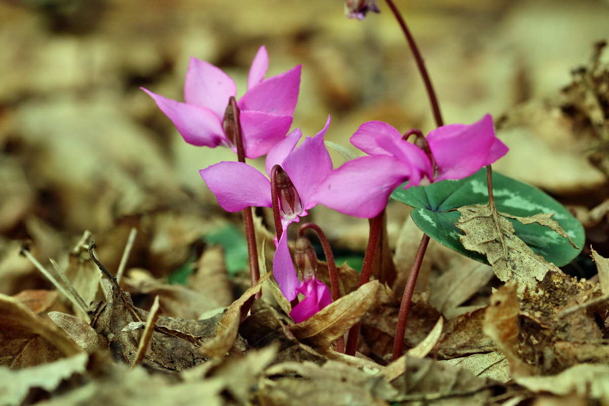 RNA-2017-03-11-00026174p_Bildgr��e �ndern