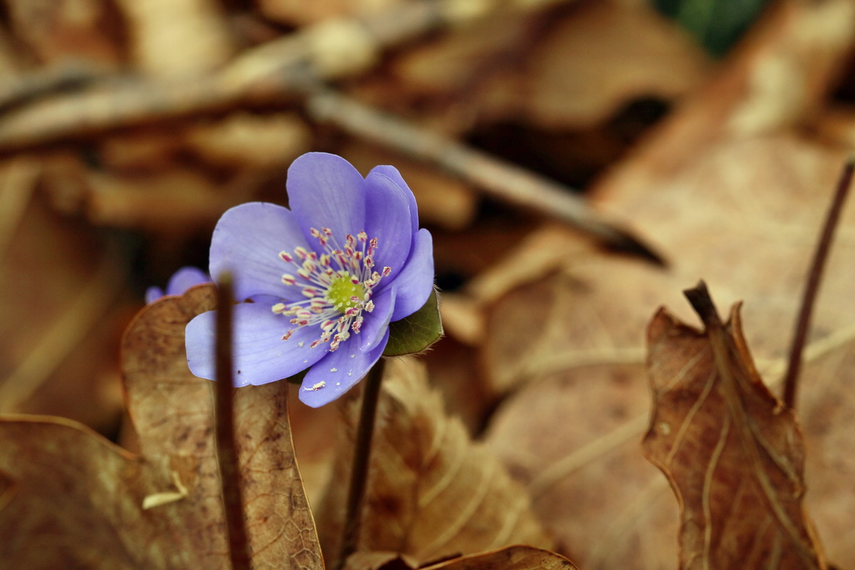 RNA-2017-03-11-00026193p_Bildgr��e �ndern