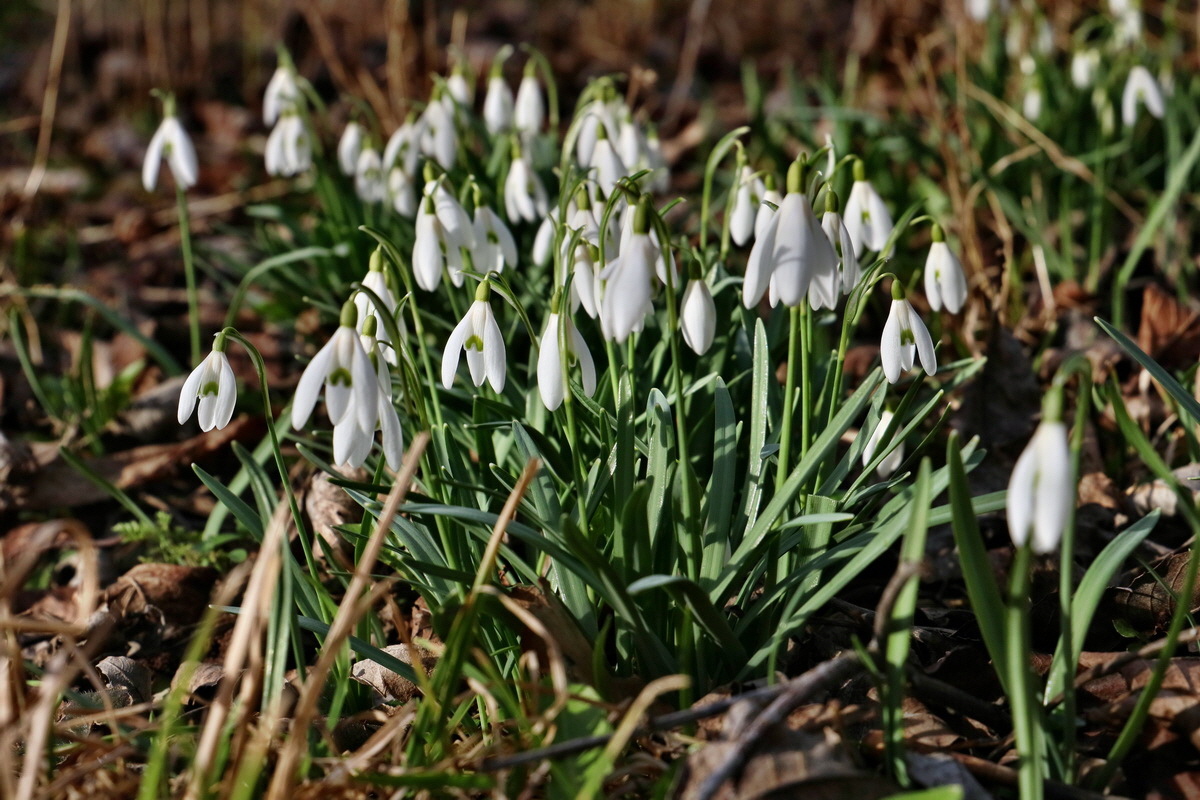 RNA-2017-03-11-00026206p_Bildgr��e �ndern