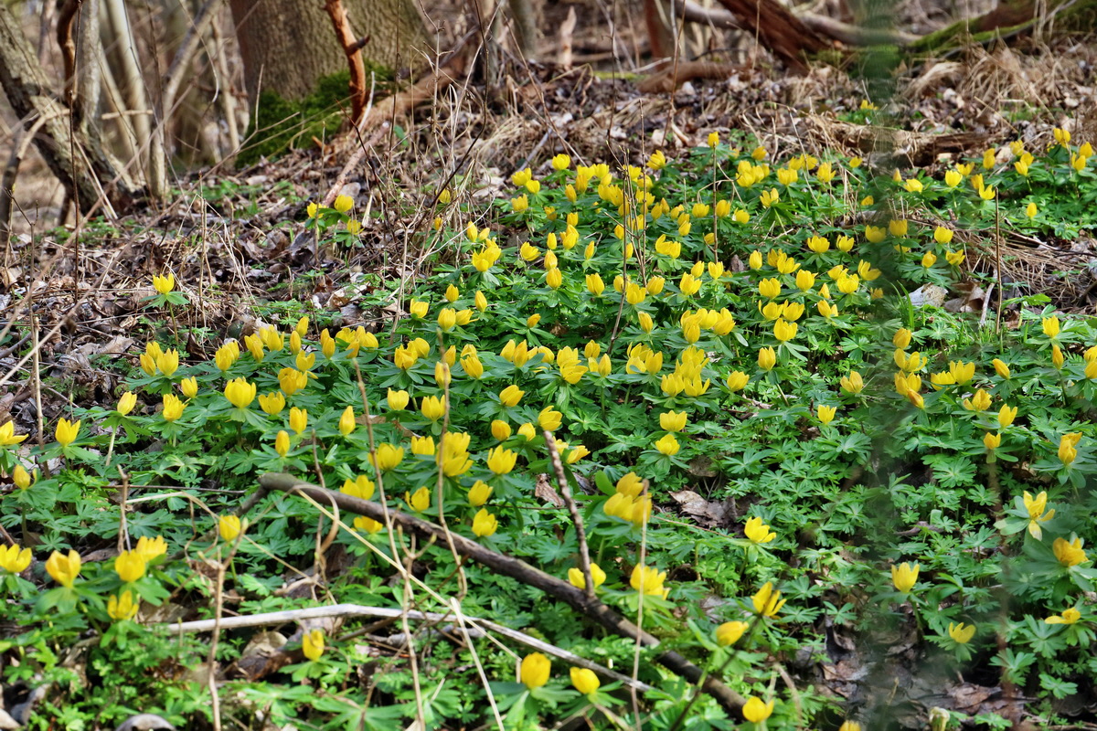 RNA-2017-03-11-00026207p_Bildgr��e �ndern