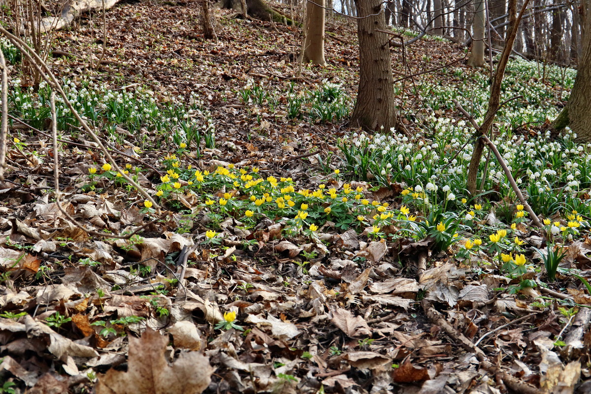 RNA-2017-03-11-00026212p_Bildgr��e �ndern