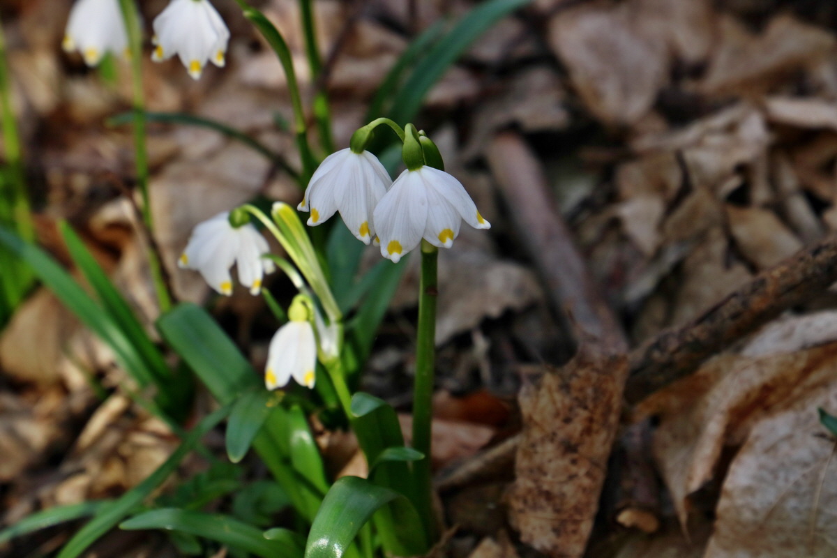 RNA-2017-03-11-00026218p_Bildgr��e �ndern