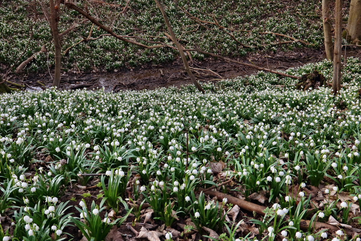 RNA-2017-03-11-00026223p_Bildgr��e �ndern